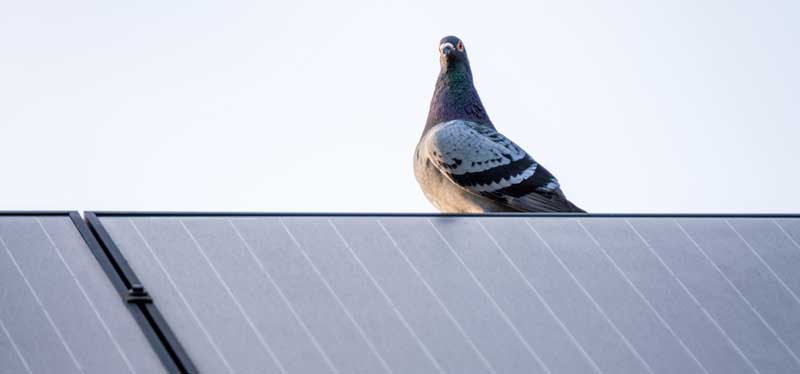 bird-proofing-solar-panels