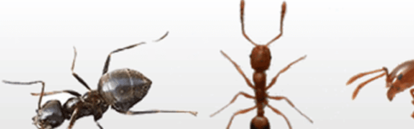 Species of ants