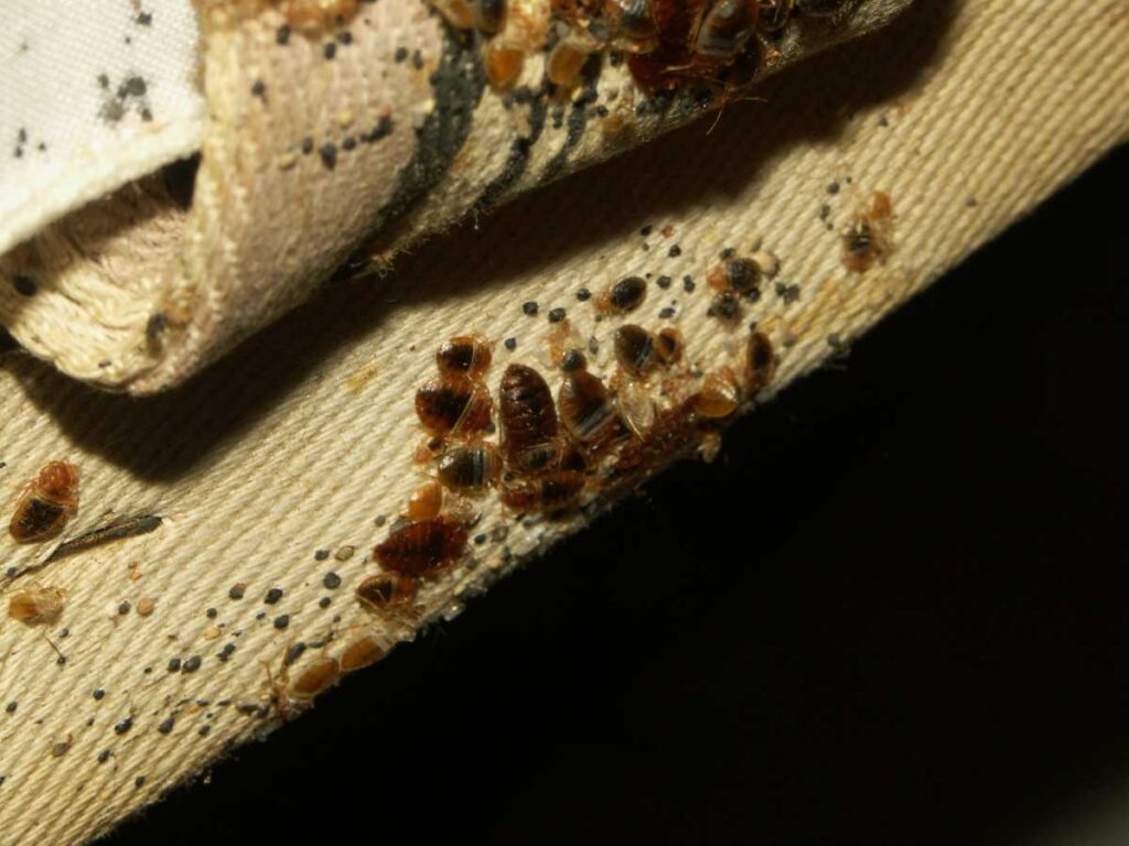 How Do Bed Bugs Come In The House at Gregory Kelley blog