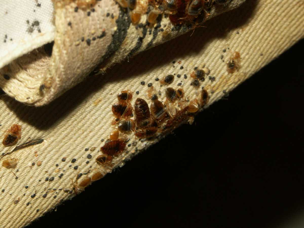 Where Do Bed Bugs Live At Patricia Phillips Blog