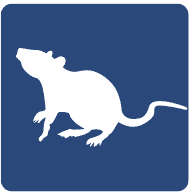 pest-rats-mice