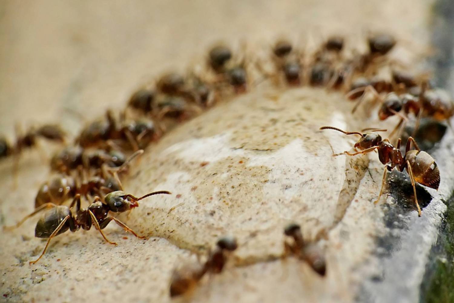 Ants around moisture