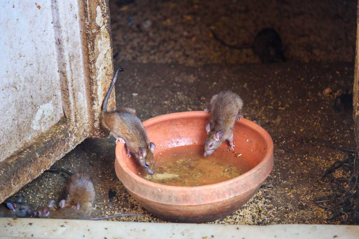 Rats drinking water from a pot