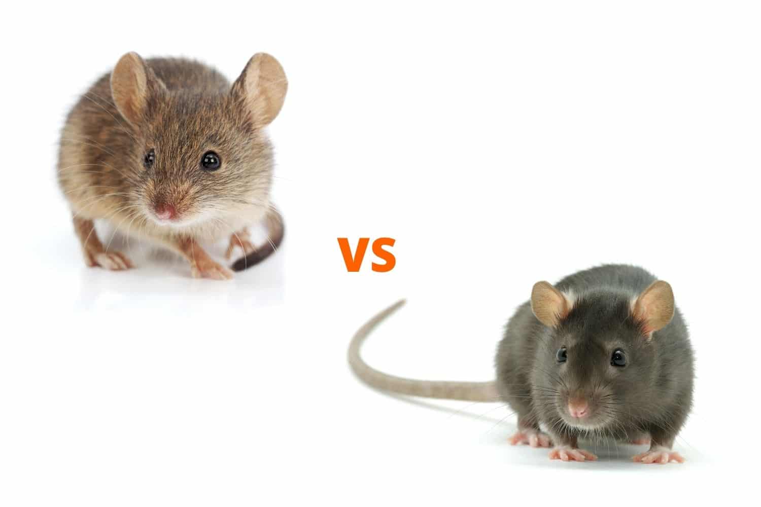 Rats vs mice