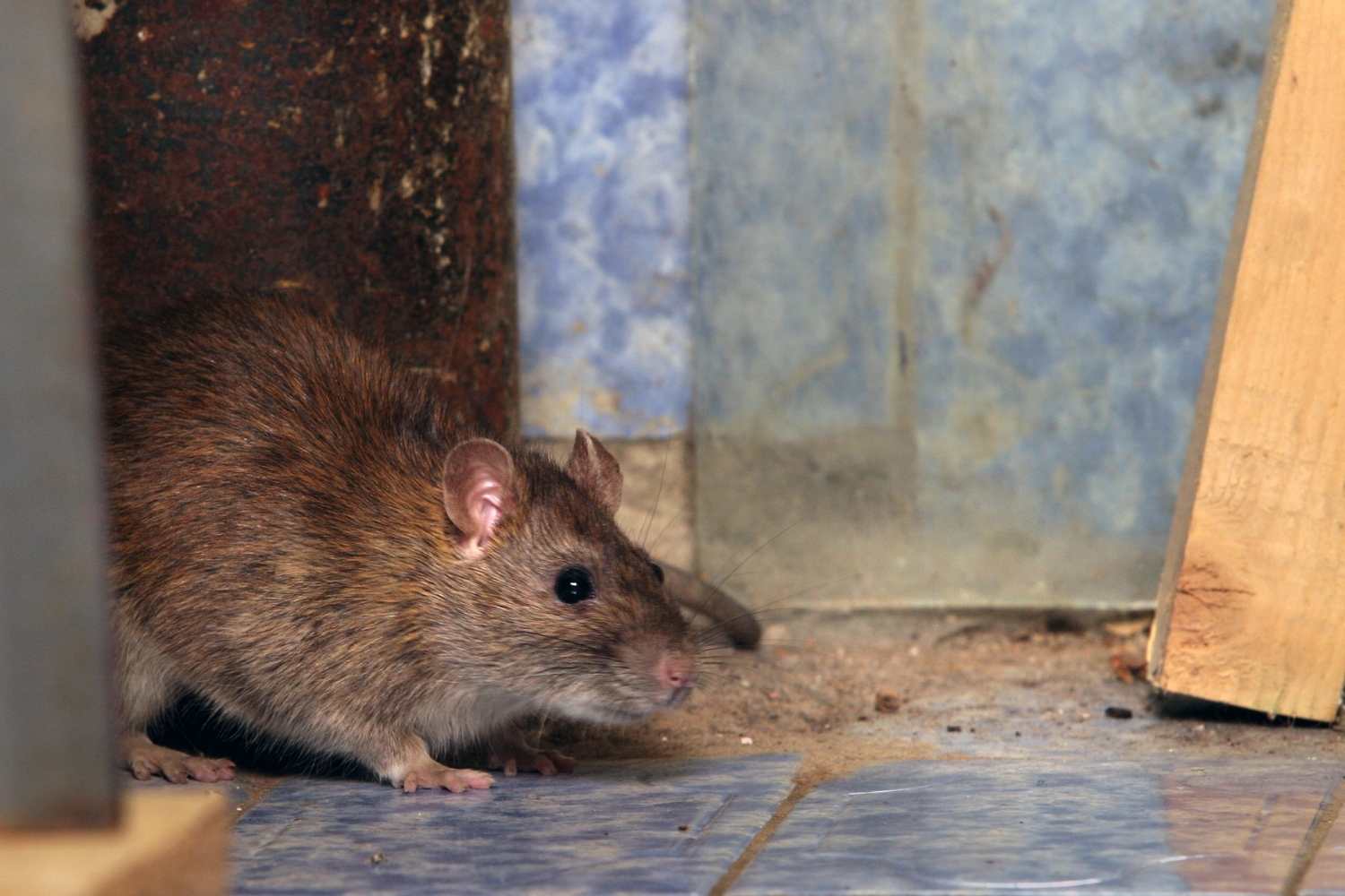 Rat prevention
