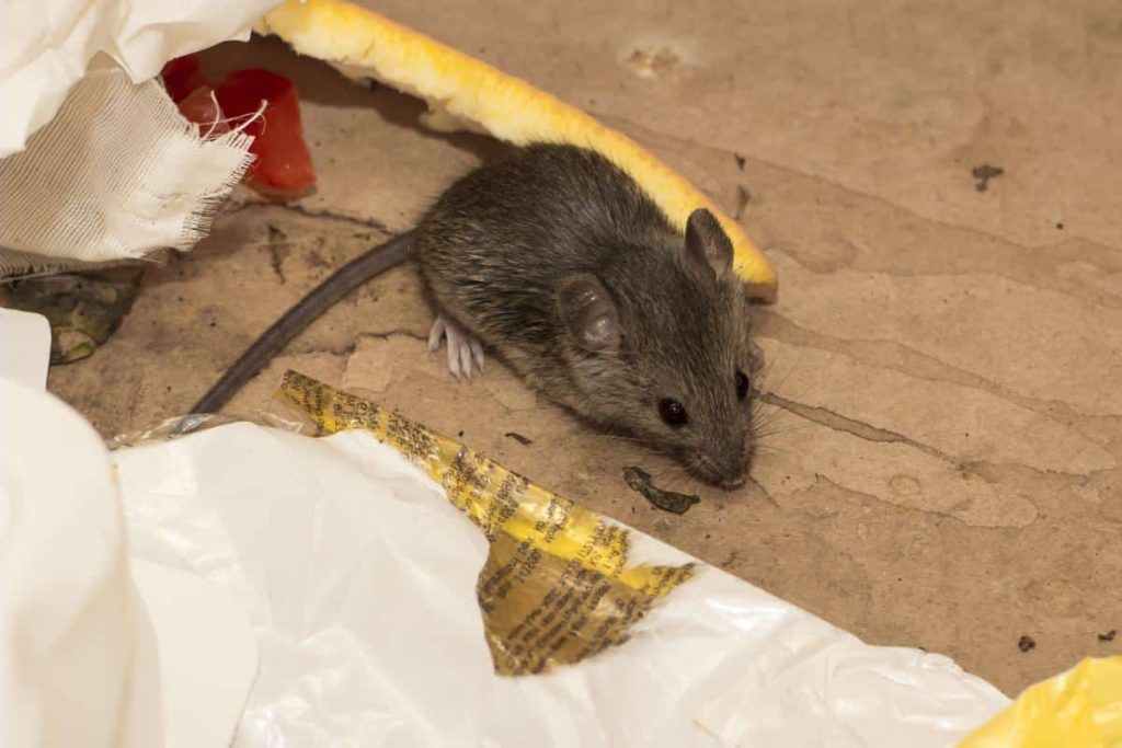 mice removal london