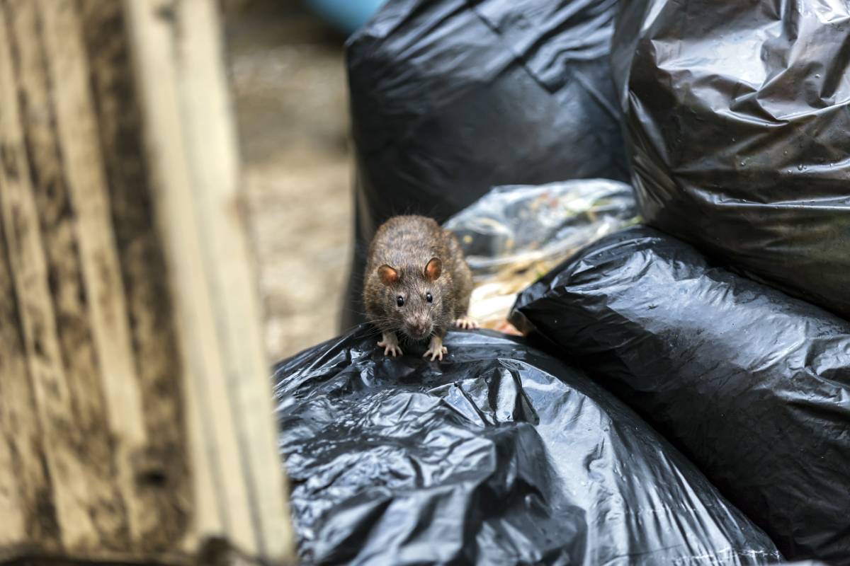 rat-extermination-london