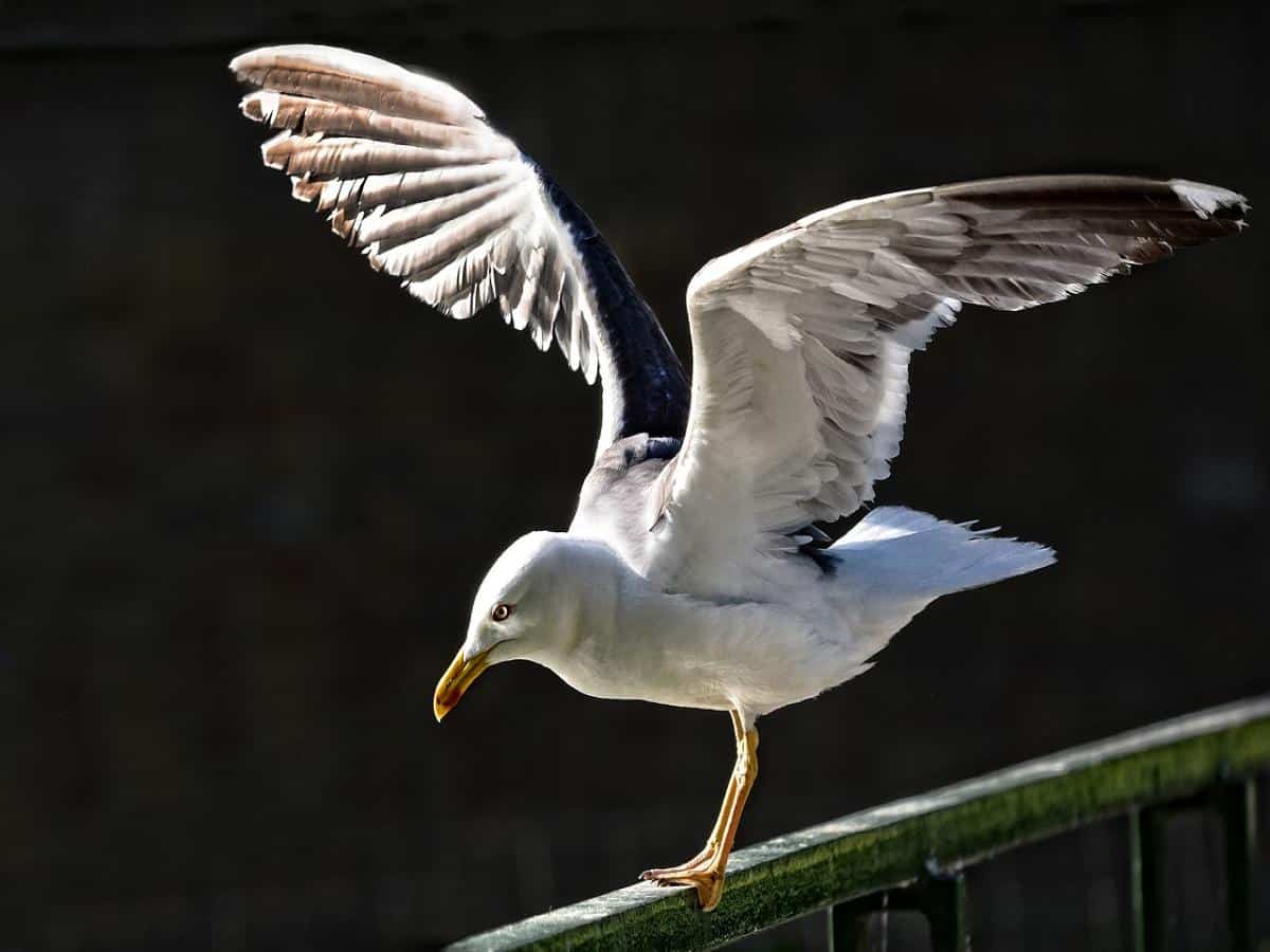 seagull control london