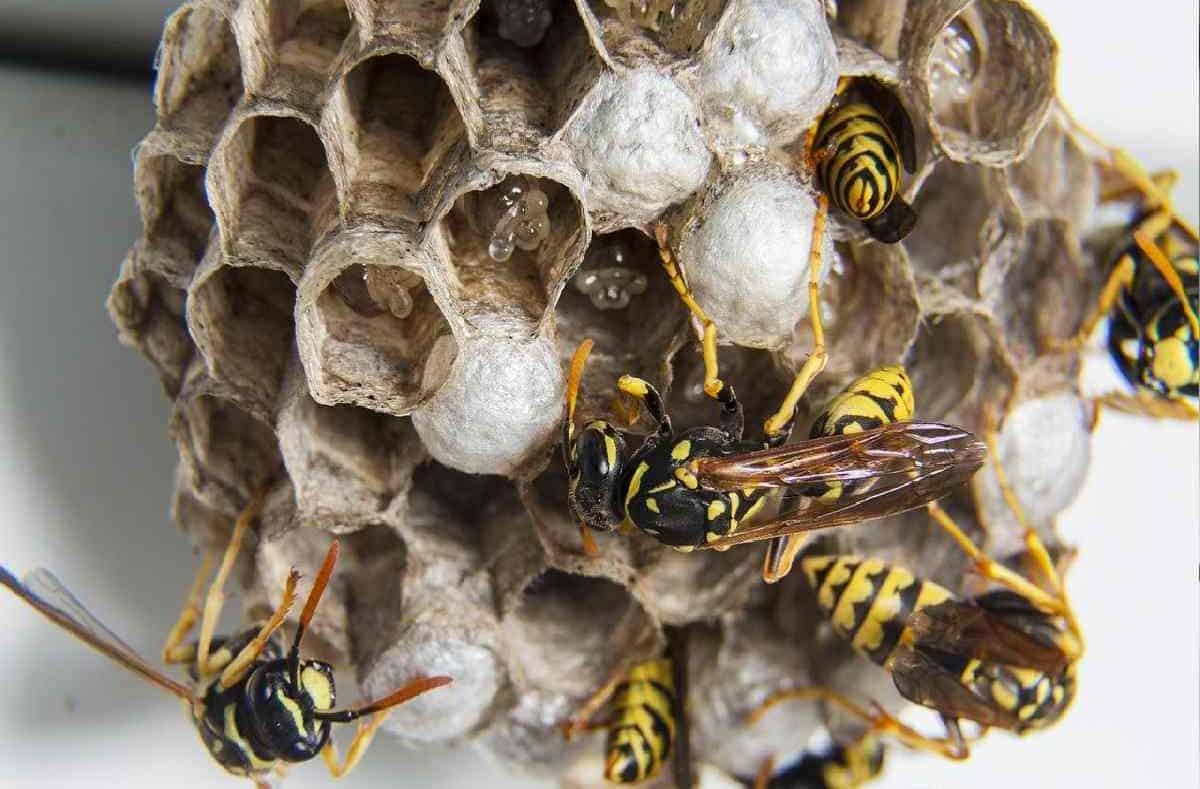 wasp nest removal e1666172082771