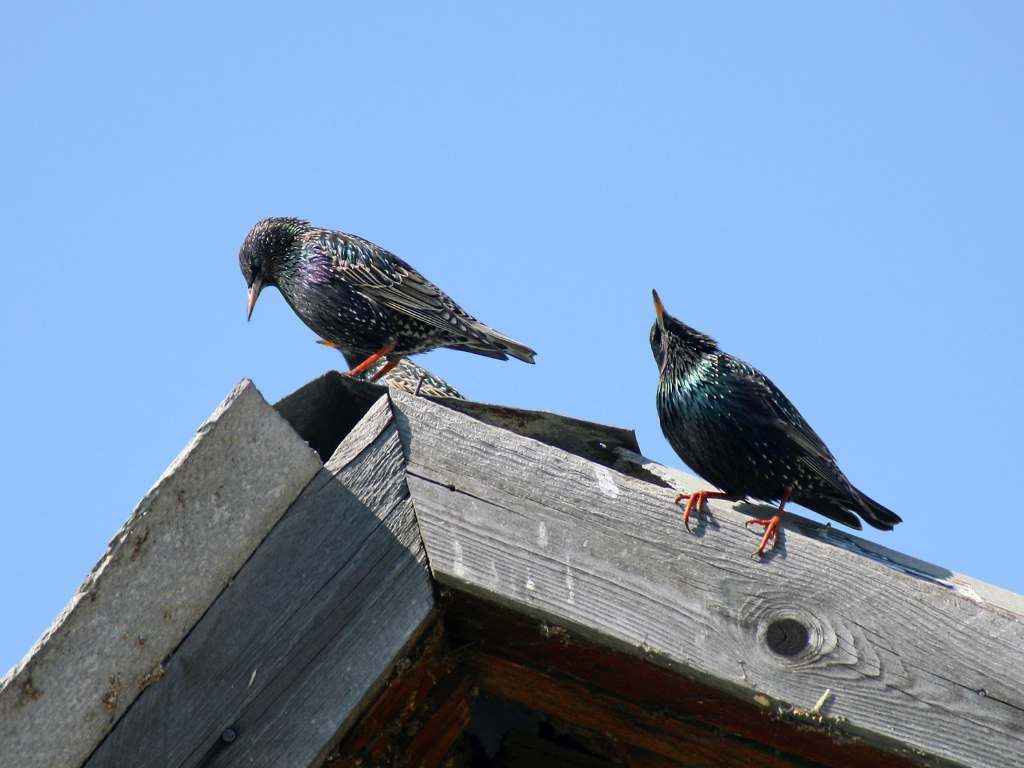 Scaring starlings
