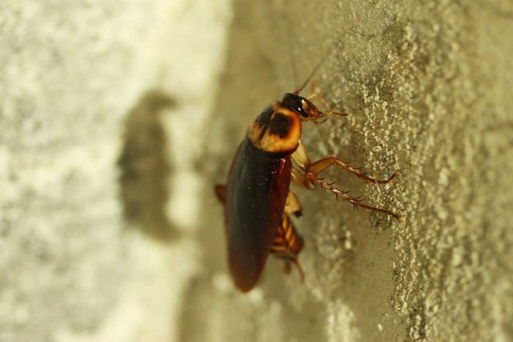 cockroach infestation 1024x683 1