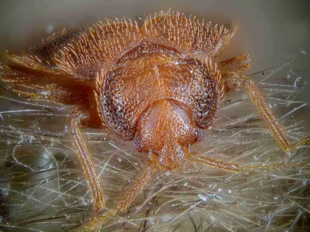 how bed bug can spread 1024x768 1
