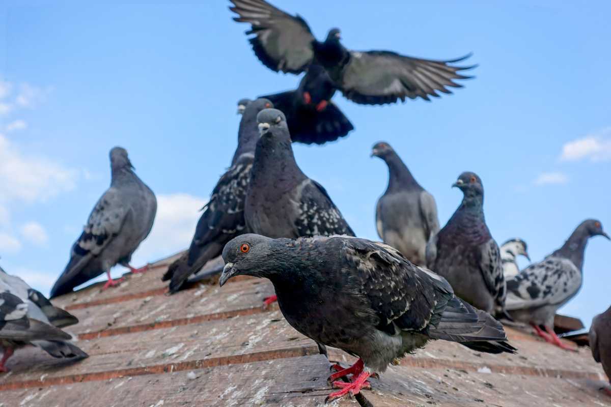 how-to-get-rid-of-pigeons