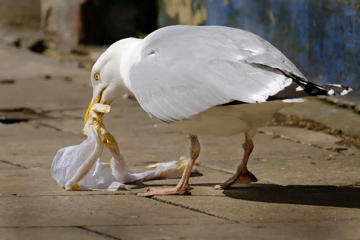how-to-get-rid-of-seagulls