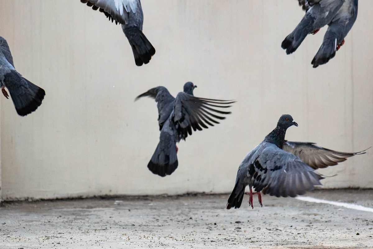 how-to-keep-pigeons-away-and-stop-them-nesting