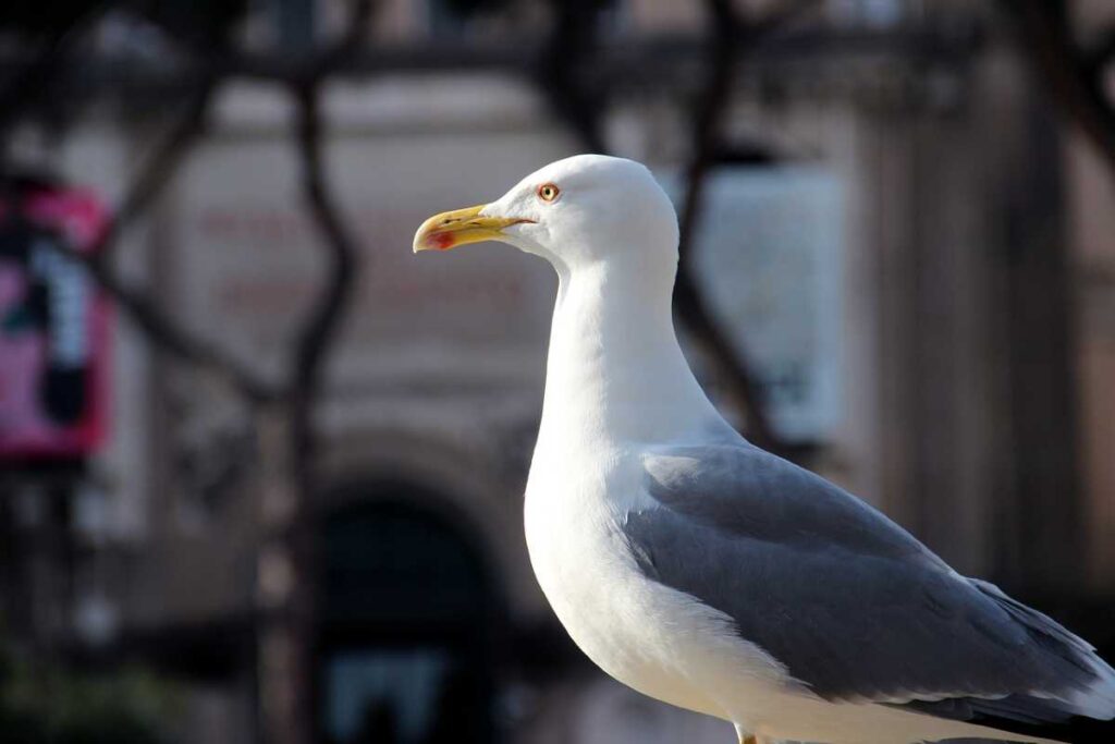how-to-prevent-seagulls-1024x683