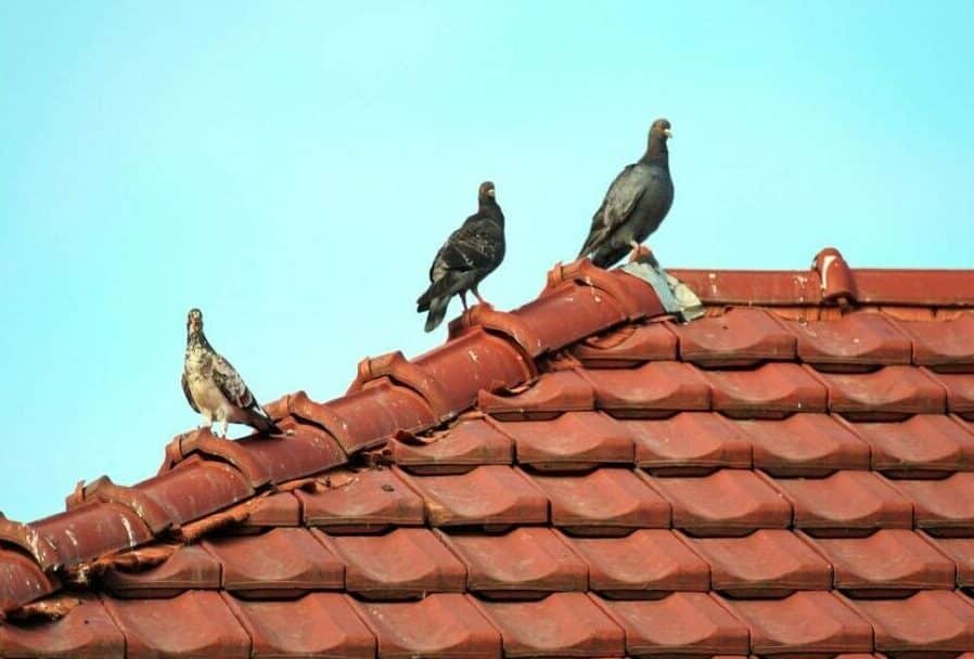 remove-pigeons-from-roof-1024x768