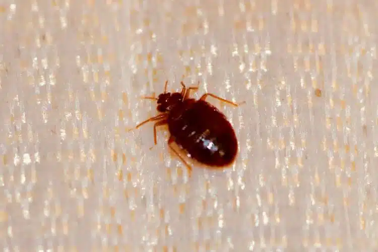 bed bug control london