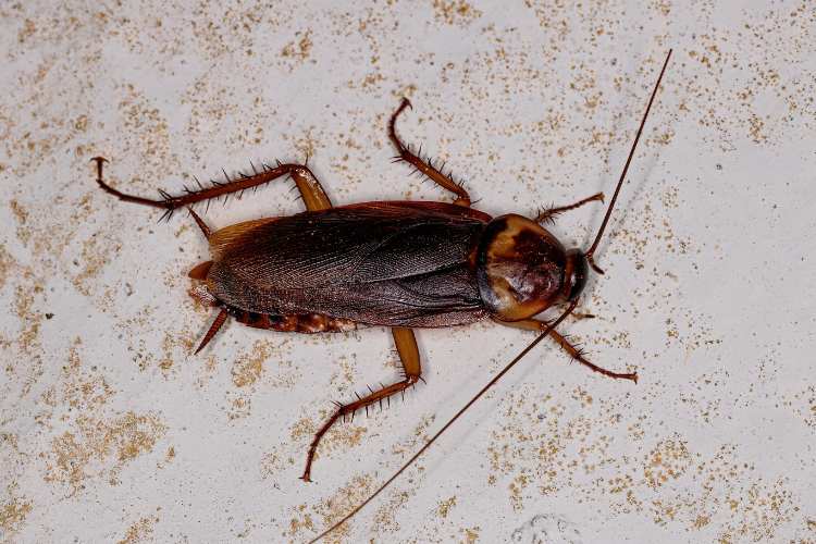 cockroach control london