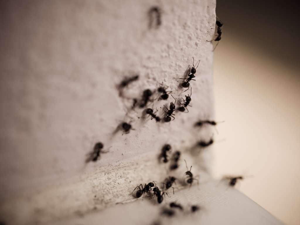 ant-control-services