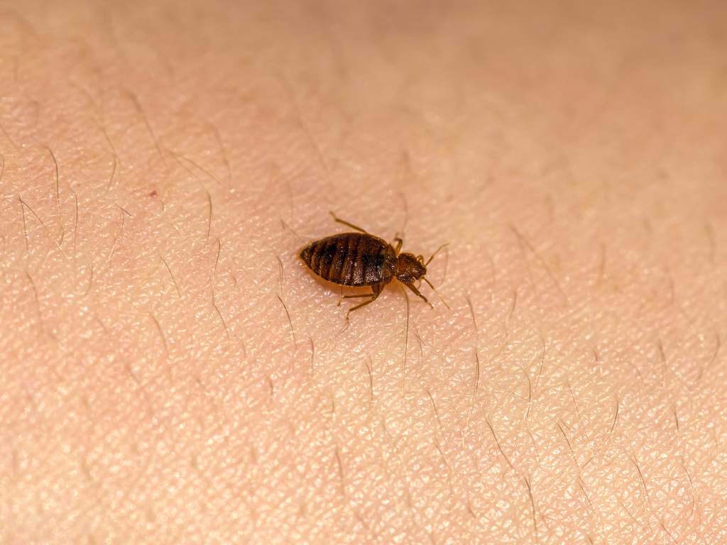 bed-bug-extermination-london