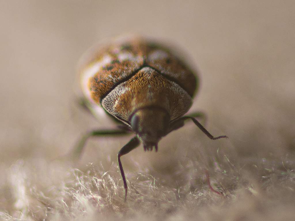 carpet beetle advice