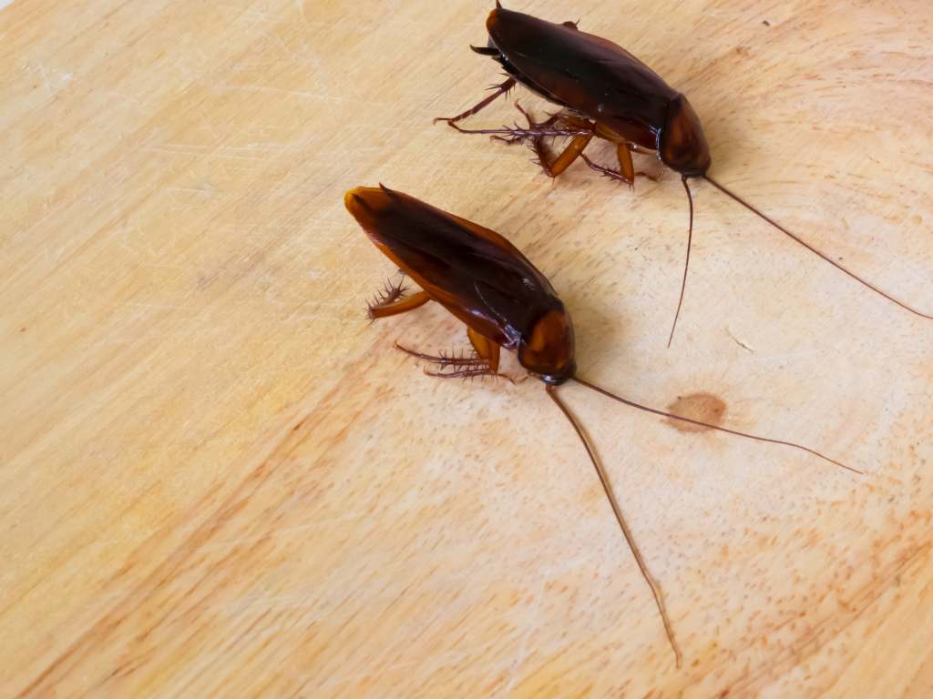 cockroach-pest-control-services