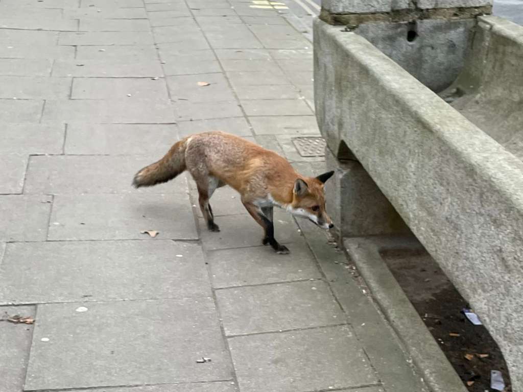 fox-control-london