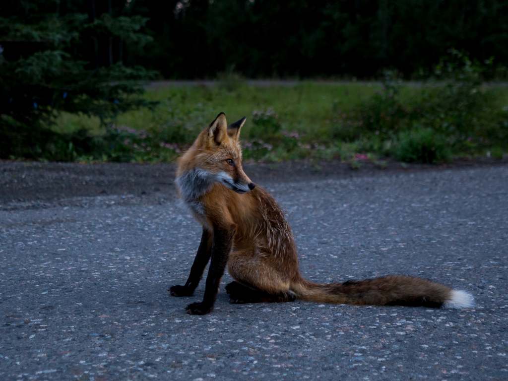 fox-xontrol-services