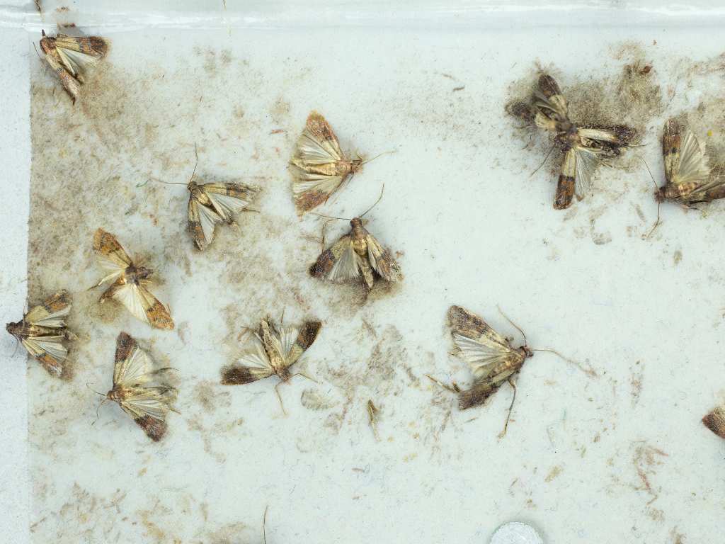 moth-pest-control-london
