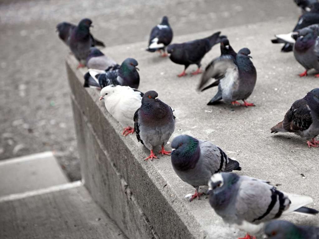 pigeon-control