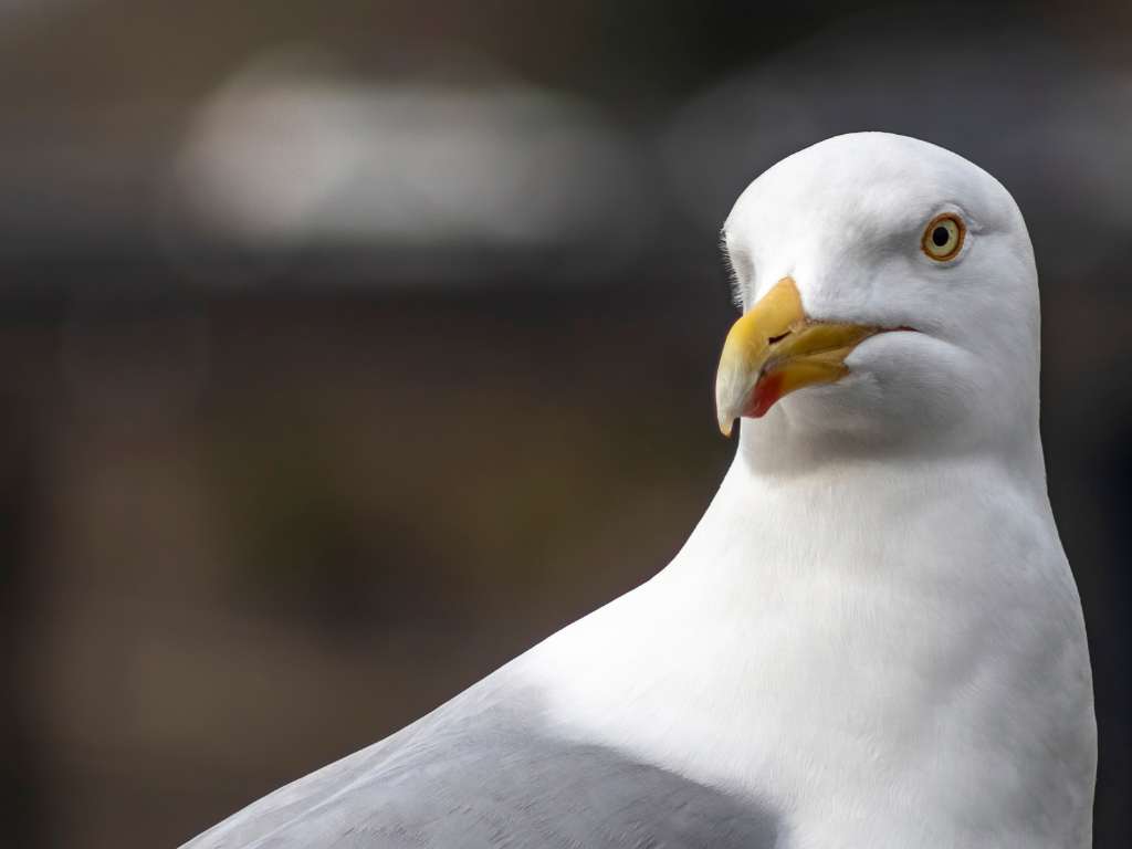 seagull-control-london