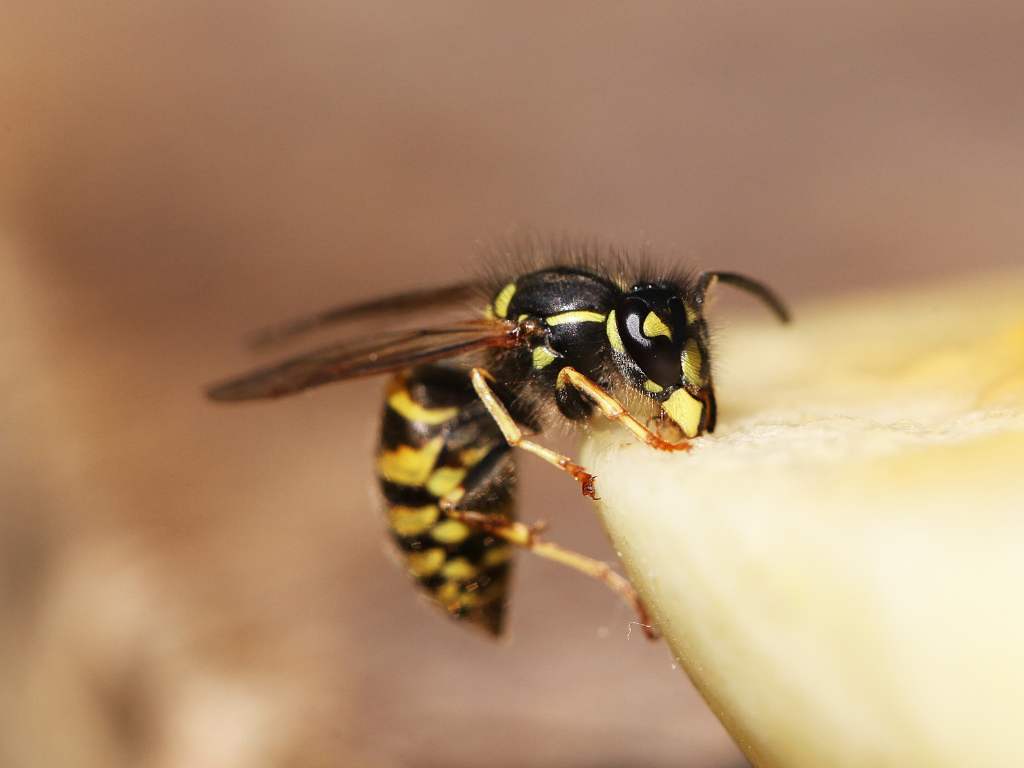 wasp-control