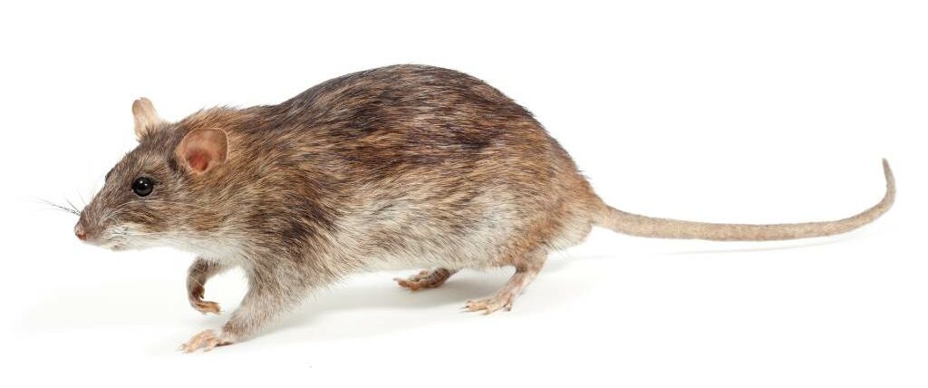 brow rat rattus norvegicus e1705513465888