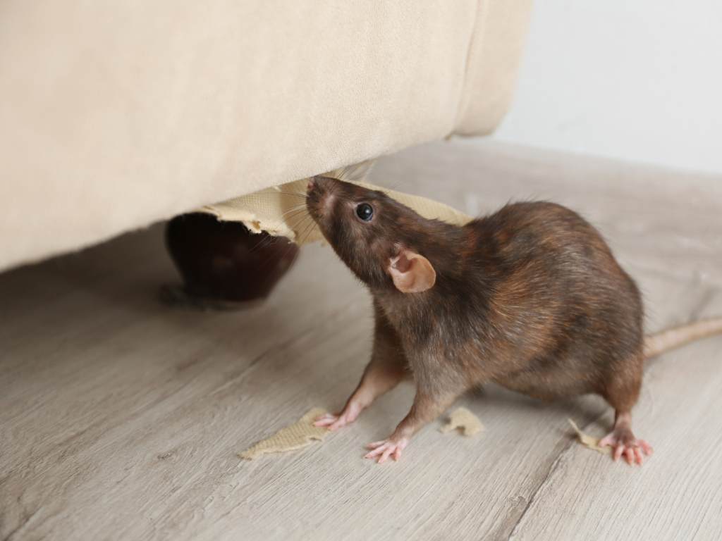 How do rats get into your house