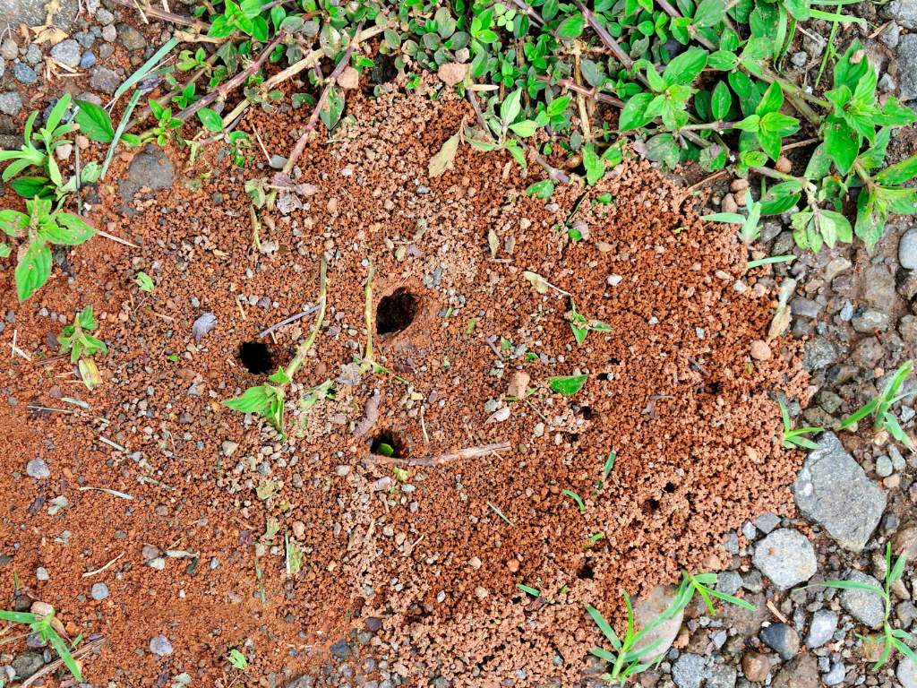 Signs of an ants nest