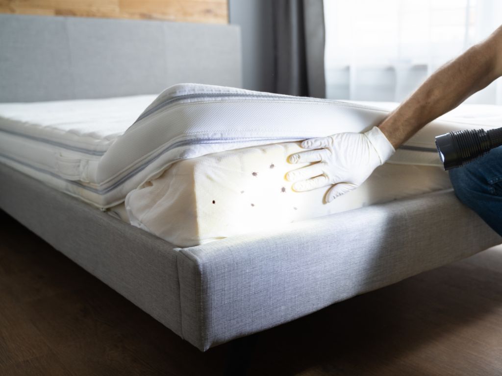 How to get rid of bed bugs prevention