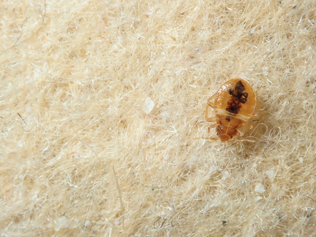 How to get rid of bed bugs