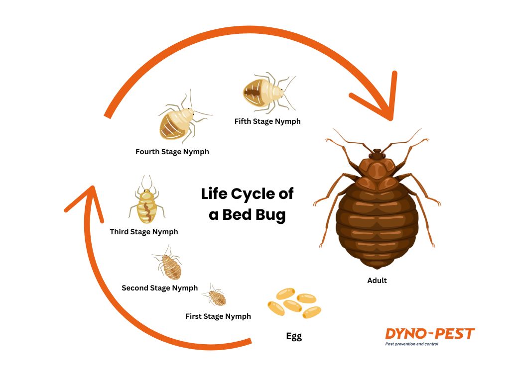 Life cycle of a beg bug - Stages of life