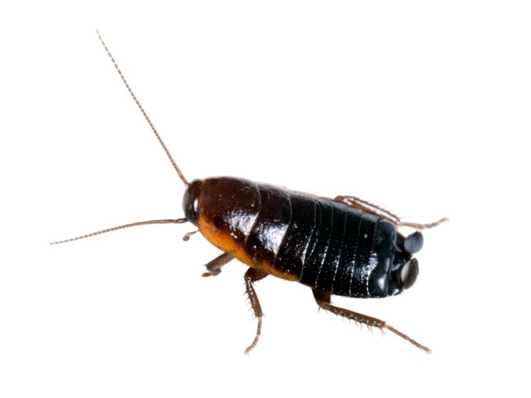 Oriental Cockroach (Blatta orientalis)